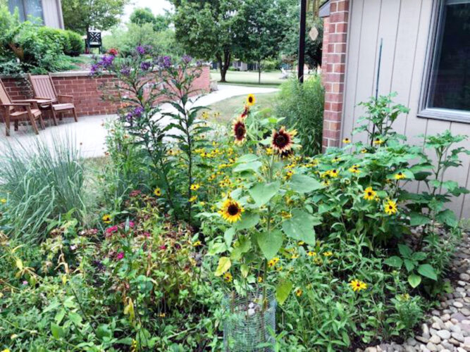 Gardening for birds and pollinators